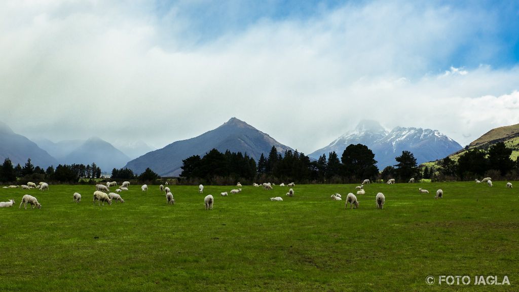 Schafweide zwischen Queenstown und Glenorchy
Neuseeland (Sdinsel)