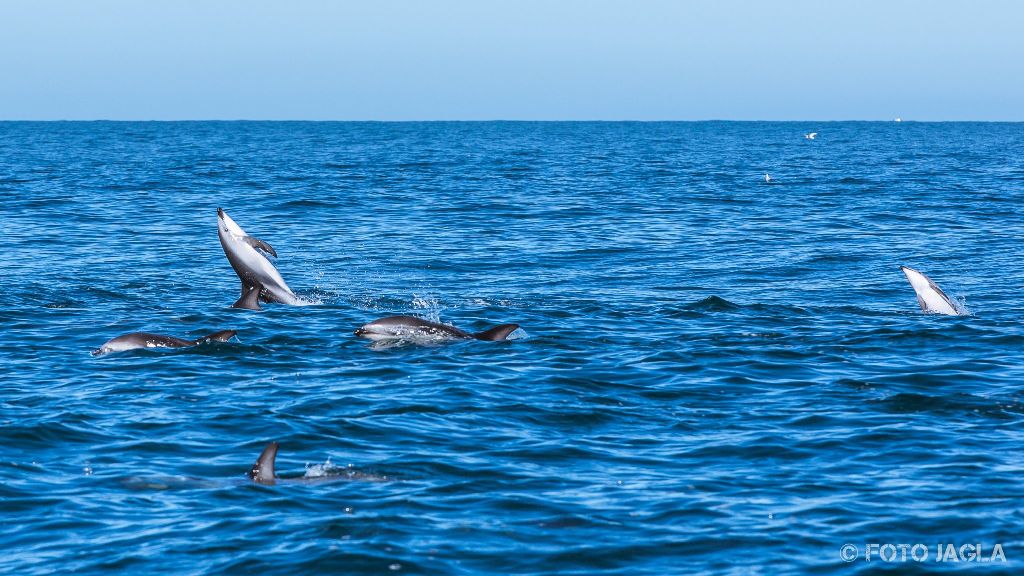 Whale & Delphine Watching Tour in Kaikoura
Springende Dusky Delfine
Neuseeland (Sdinsel)