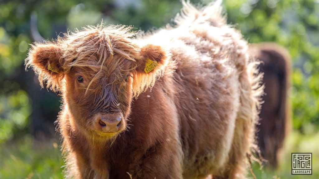 Schottisches Hochlandrind (Kyloe) - Kleines Kalb
Scottish Highland Cattle - Little calf
Schottland - September 2020