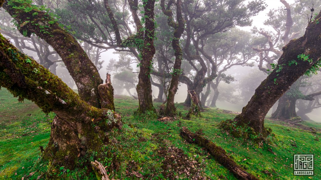 Der mystische Feenwald Fanal
Wundersamer Lorbeerwald mit Wolken und Nebel
Madeira (Portugal) 2023