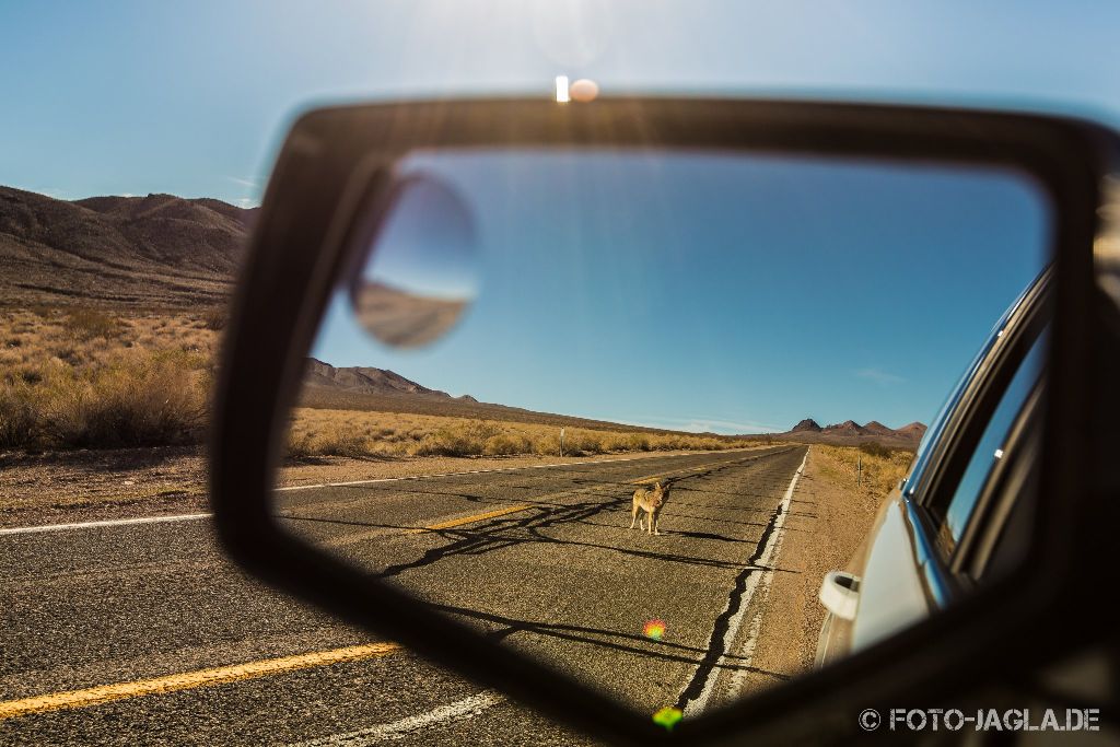 Death Valley 2015 - Lonely Coyote
