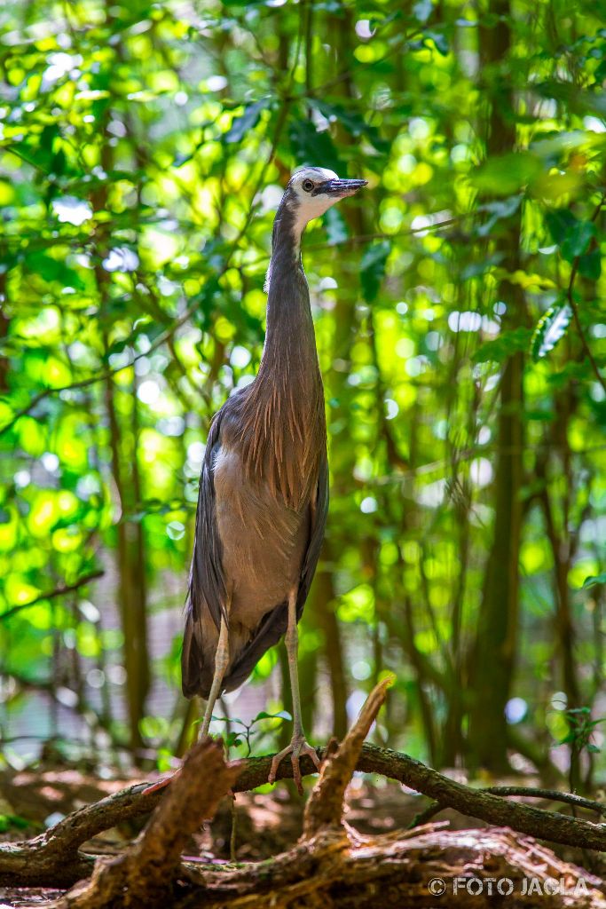Kiwi House & Native Bird Park in Otorohanga
Neuseeland (Nordinsel)