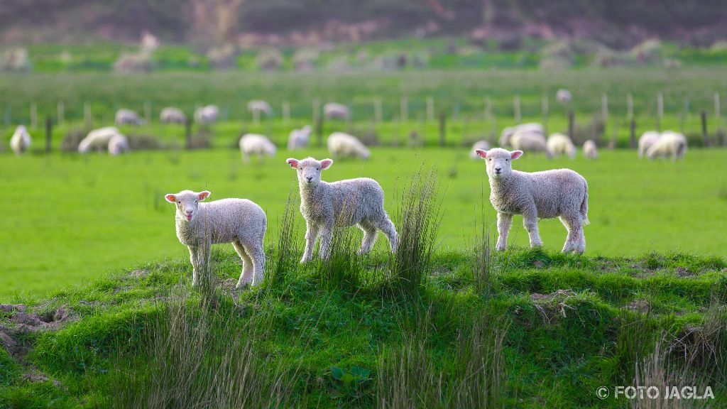 Eine Schafweide in der Nähe von Marokopa
Neuseeland (Nordinsel)