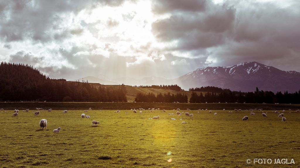 Schafe in der Nähe von Te Anau
Neuseeland (Südinsel)