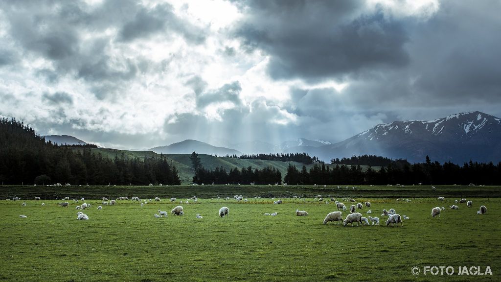 Schafe in der Nhe von Te Anau
Neuseeland (Sdinsel)