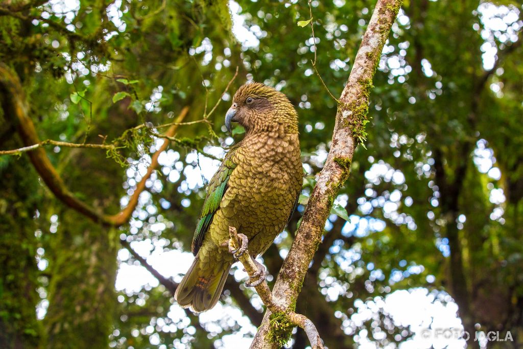 Ein Kea zwischen Te Anau und Milford Sound
Vorsicht vor den olivgrnen Bergpapageien
Neuseeland (Sdinsel)