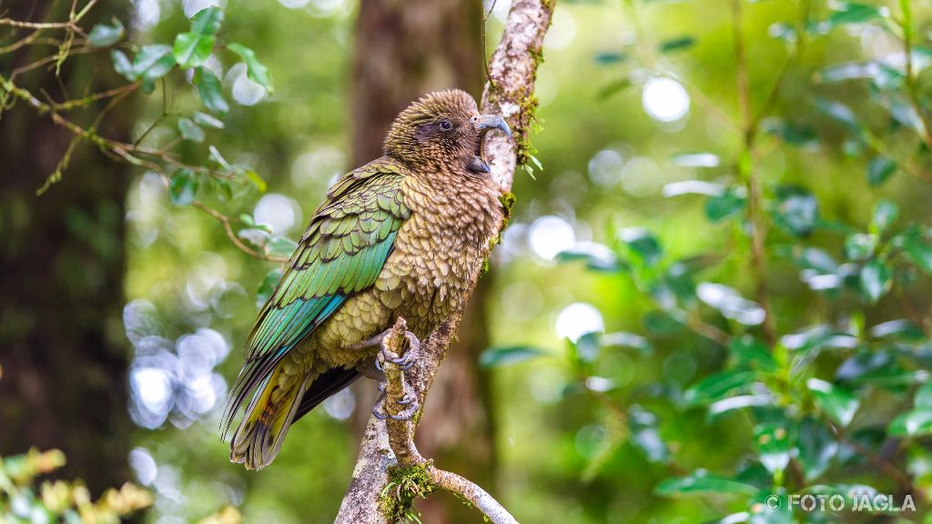 Ein Kea zwischen Te Anau und Milford Sound
Vorsicht vor den olivgrnen Bergpapageien
Neuseeland (Sdinsel)