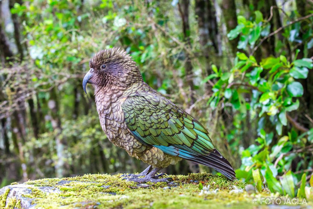 Ein Kea zwischen Te Anau und Milford Sound
Vorsicht vor den olivgrnen Bergpapageien
Neuseeland (Sdinsel)