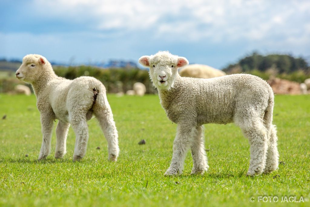 Lmmer auf einer Weide
Neuseeland (Sdinsel)