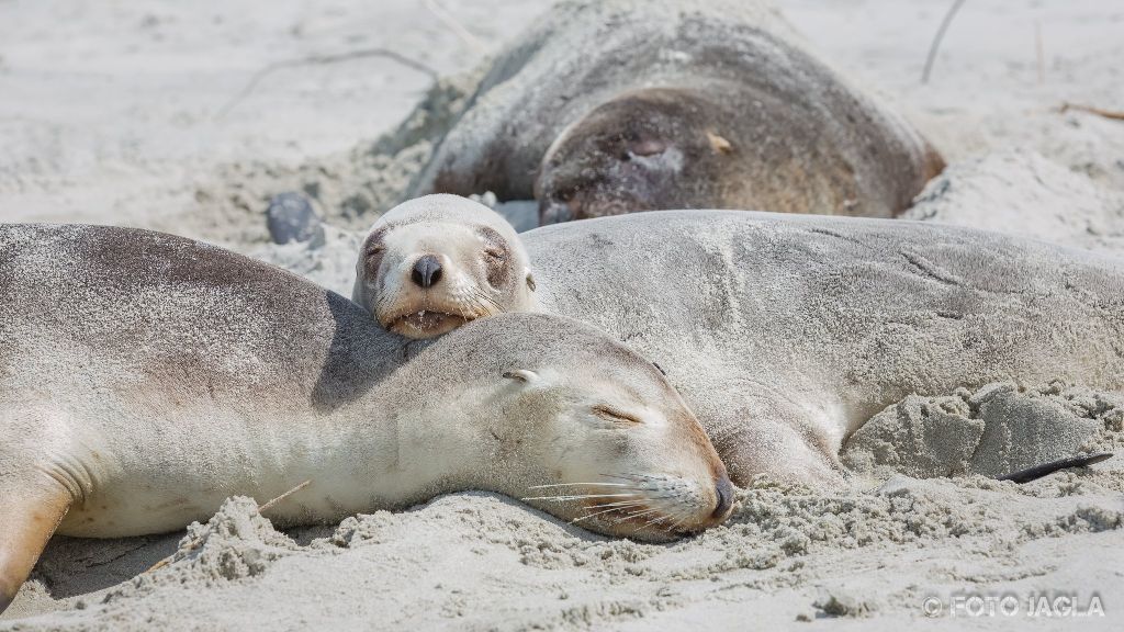 Seehunde am Allans Beach in Dunedin
Neuseeland (Sdinsel)