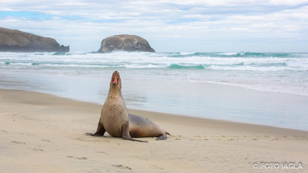 Seehunde am Allans Beach in Dunedin
Neuseeland (Sdinsel)