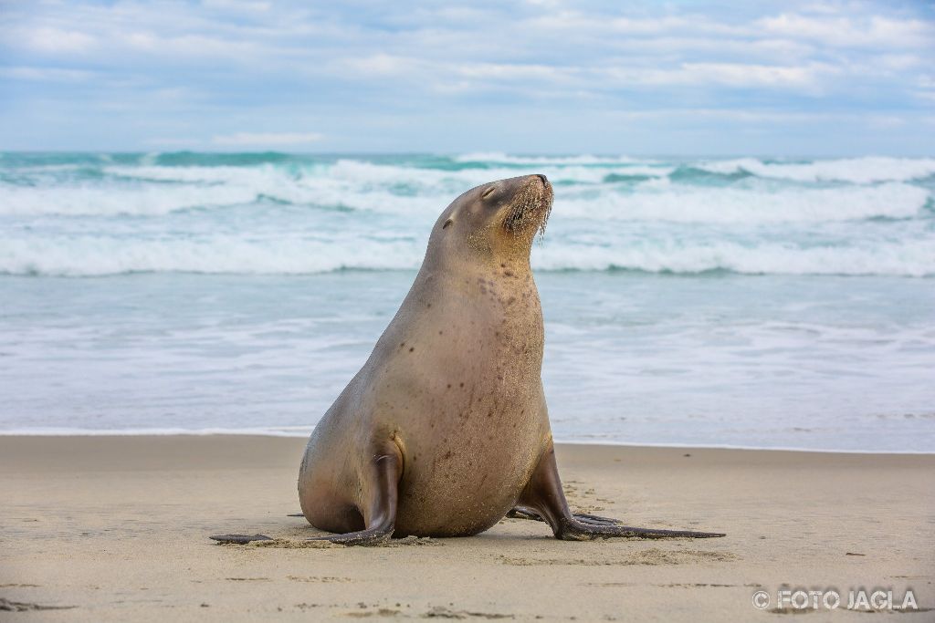 Seehunde am Allans Beach in Dunedin
Neuseeland (Sdinsel)