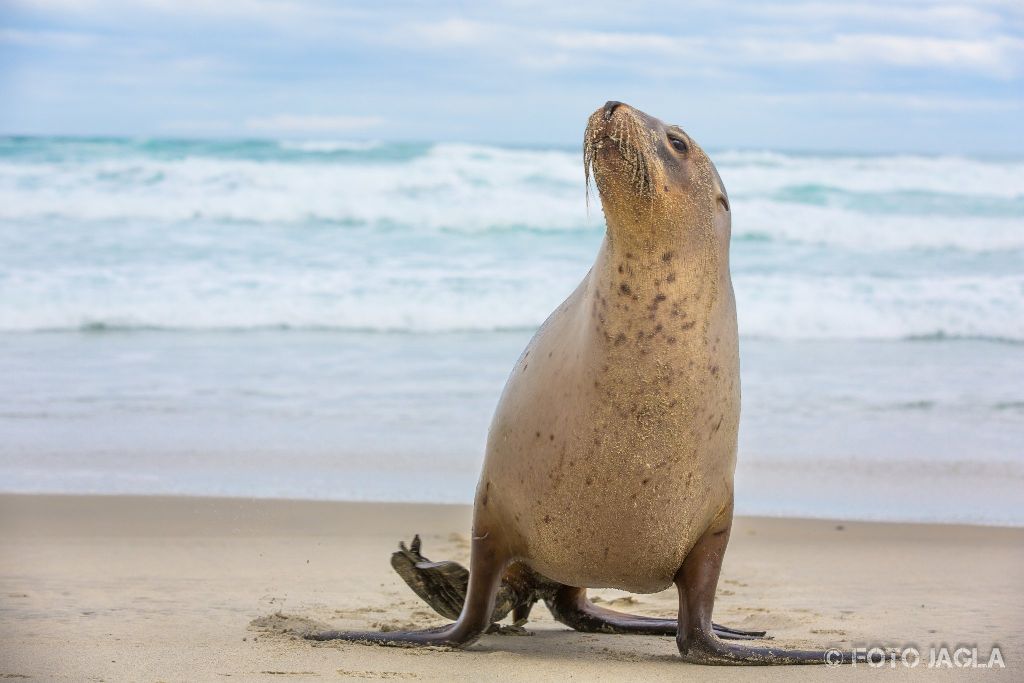 Seehunde am Allans Beach in Dunedin
Neuseeland (Sdinsel)