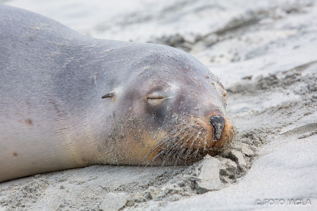 Seehunde am Allans Beach in Dunedin
Neuseeland (Sdinsel)