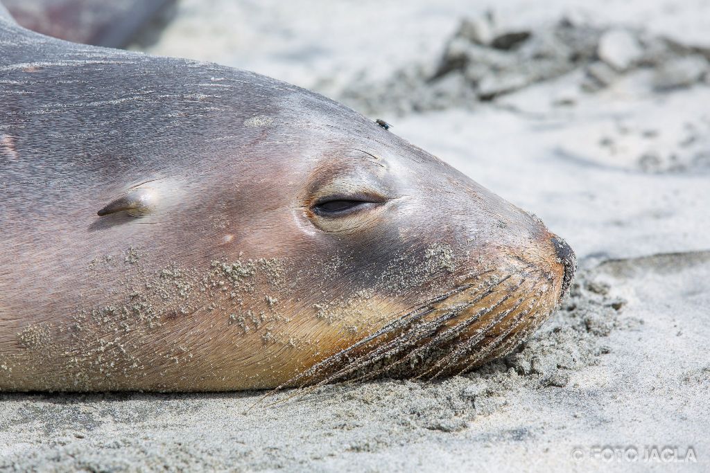 Seehunde am Allans Beach in Dunedin
Neuseeland (Sdinsel)