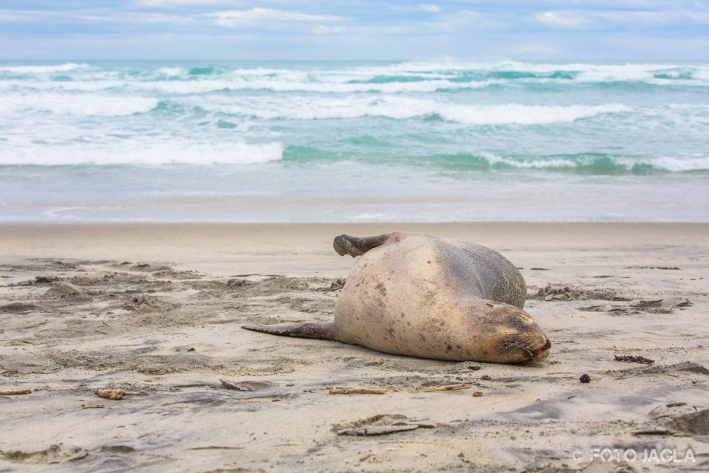 Seehunde am Allans Beach in Dunedin
Neuseeland (Sdinsel)