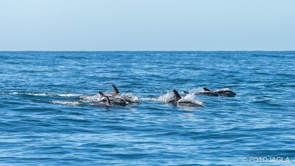 Whale & Delphine Watching Tour in Kaikoura
Springende Dusky Delfine
Neuseeland (Südinsel)