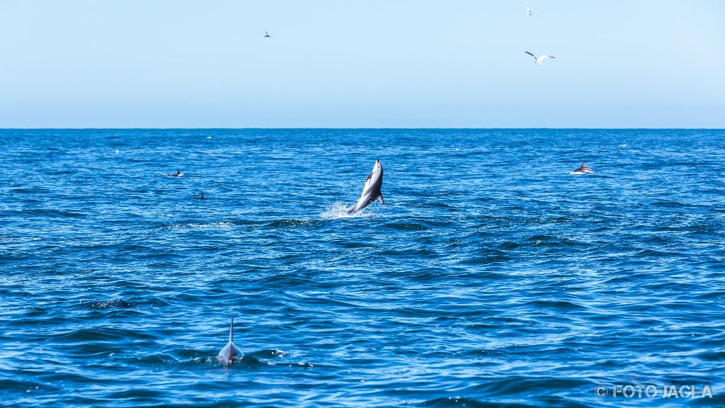 Whale & Delphine Watching Tour in Kaikoura
Springende Dusky Delfine
Neuseeland (Südinsel)