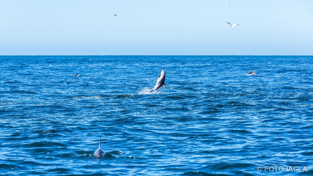 Whale & Delphine Watching Tour in Kaikoura
Springende Dusky Delfine
Neuseeland (Sdinsel)