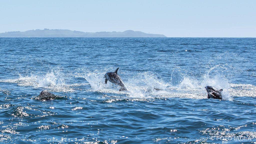Whale & Delphine Watching Tour in Kaikoura
Springende Dusky Delfine
Neuseeland (Sdinsel)