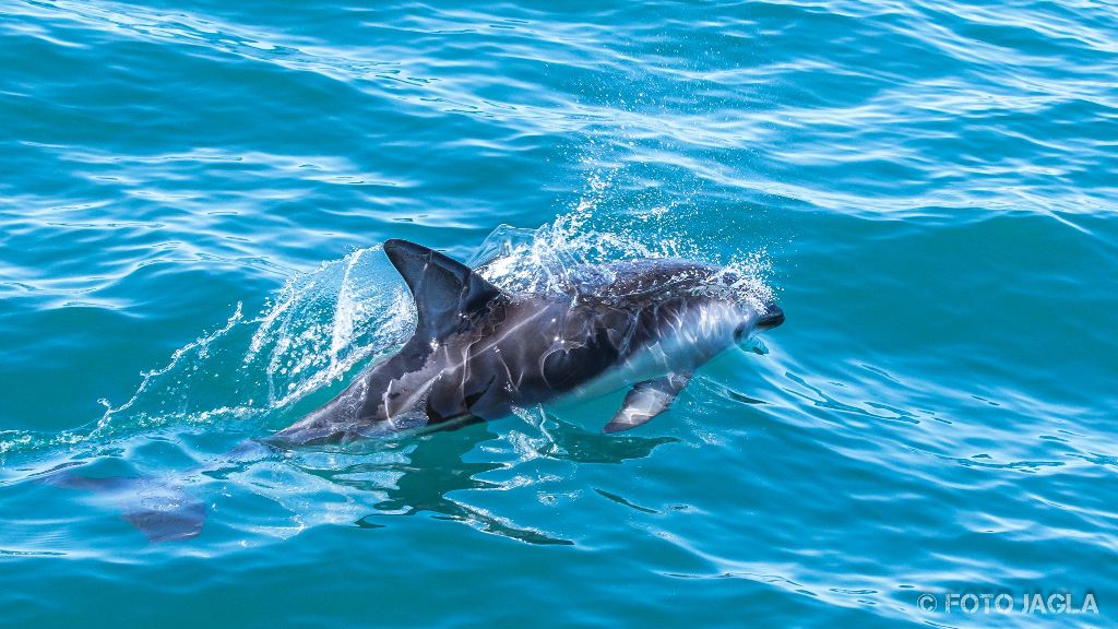 Whale & Delphine Watching Tour in Kaikoura
Springende Dusky Delfine
Neuseeland (Sdinsel)