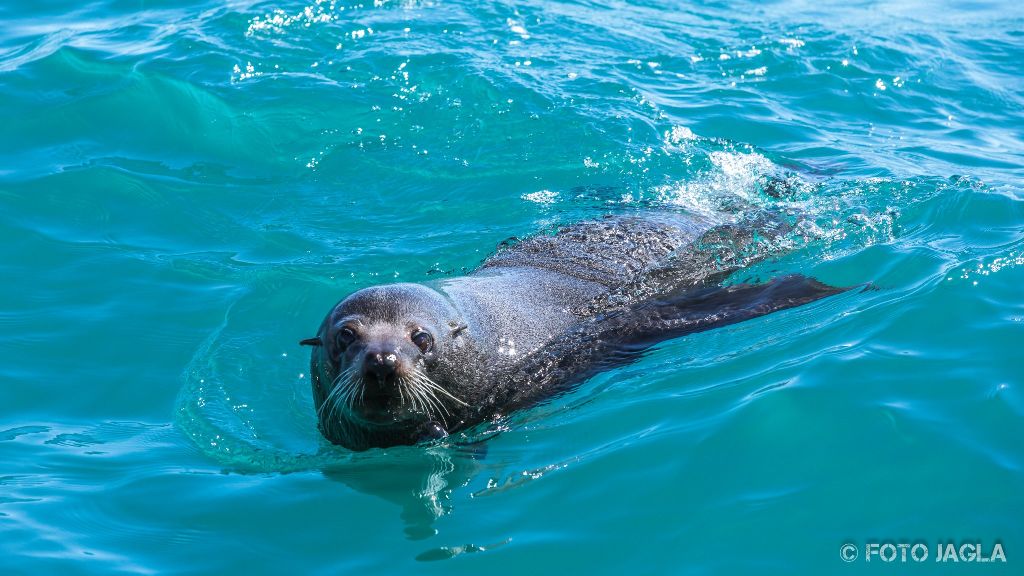 Whale & Delphine Watching Tour in Kaikoura
Neugieriger Seehund im Wasser
Neuseeland (Sdinsel)