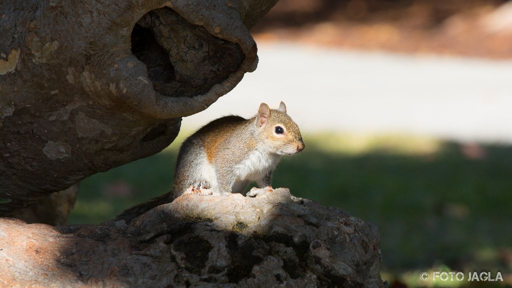 New York
Eichhrnchen im Central Park
Januar 2017