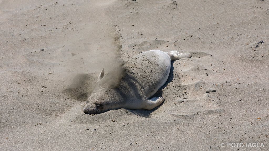 Kalifornien - September 2018
See-Elefanten (die grten Robben der Welt) an der kalifornischen Westkste
Highway 1 - Elephant Seal Vista Point