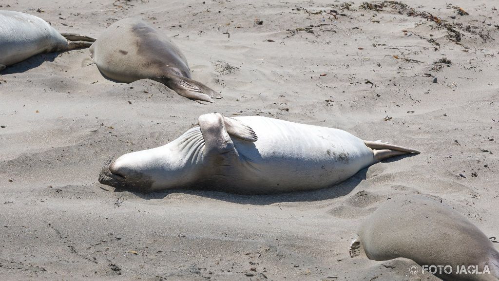 Kalifornien - September 2018
See-Elefanten (die grten Robben der Welt) an der kalifornischen Westkste
Highway 1 - Elephant Seal Vista Point