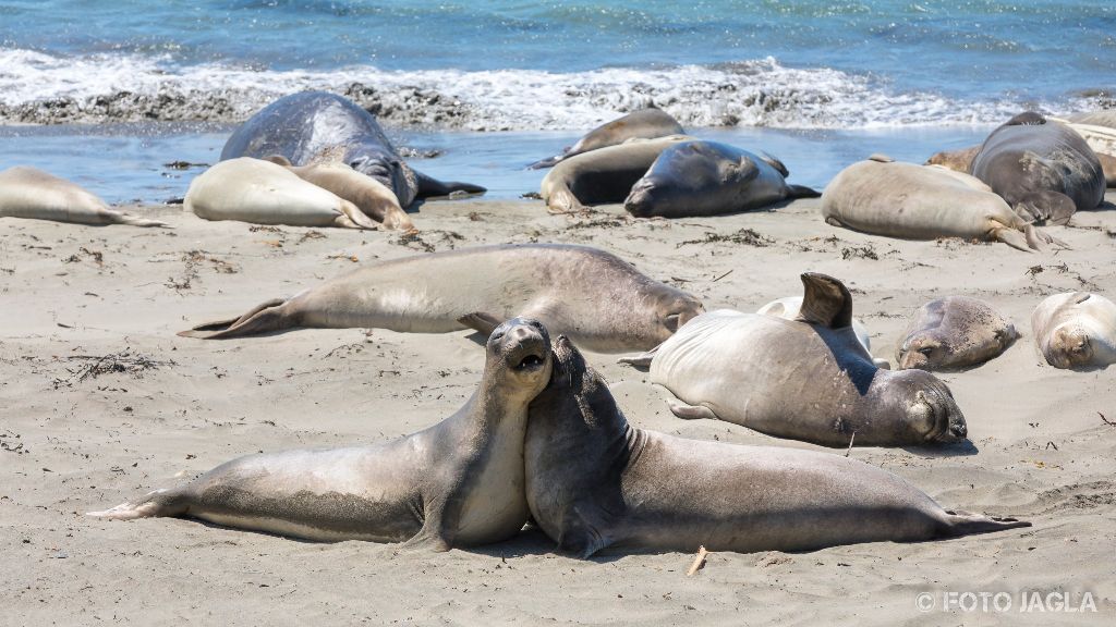 Kalifornien - September 2018
See-Elefanten (die grten Robben der Welt) an der kalifornischen Westkste
Highway 1 - Elephant Seal Vista Point