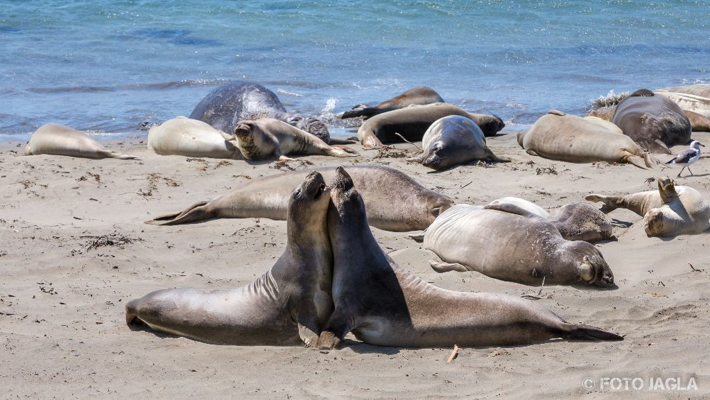 Kalifornien - September 2018
See-Elefanten (die grten Robben der Welt) an der kalifornischen Westkste
Highway 1 - Elephant Seal Vista Point