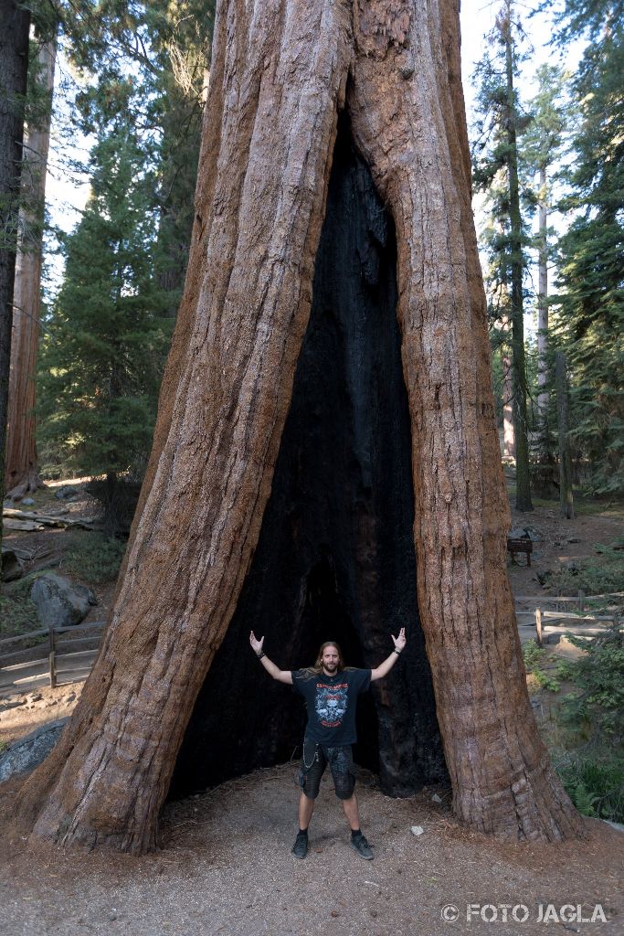 Kalifornien - September 2018
The General Grant Tree
Grant Grove - Kings Canyon National Park