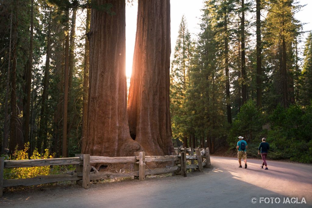 Kalifornien - September 2018
The General Grant Tree
Grant Grove - Kings Canyon National Park