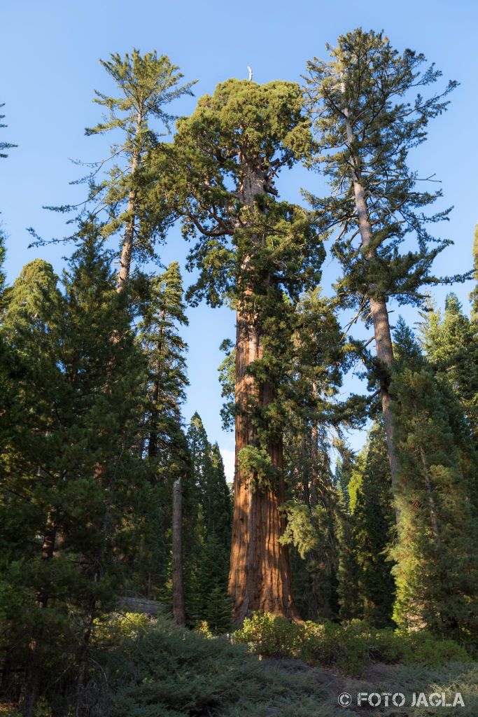 Kalifornien - September 2018
The General Grant Tree
Grant Grove - Kings Canyon National Park
