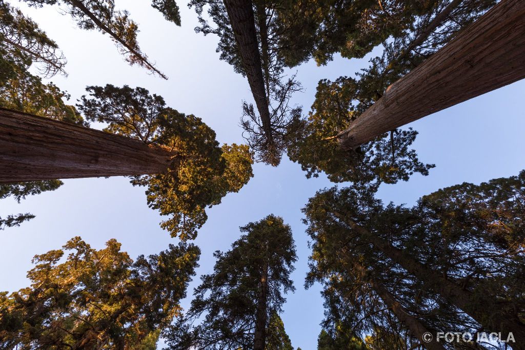 Kalifornien - September 2018
The General Grant Tree
Grant Grove - Kings Canyon National Park