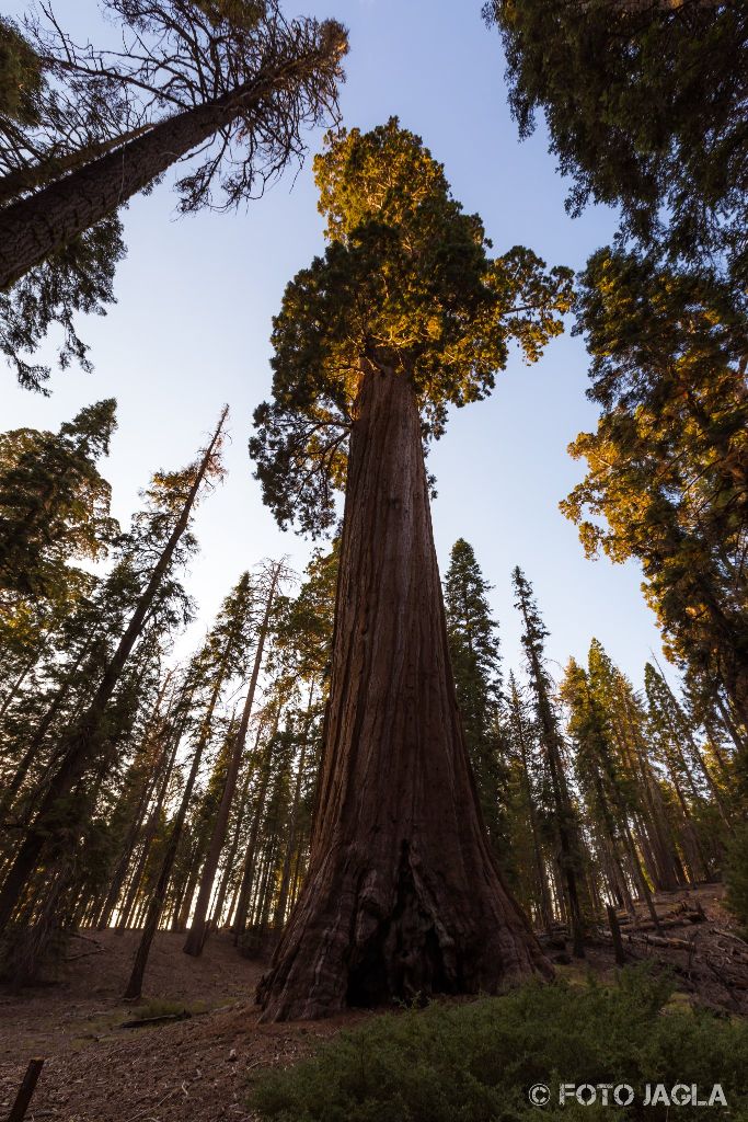 Kalifornien - September 2018
The General Grant Tree
Grant Grove - Kings Canyon National Park