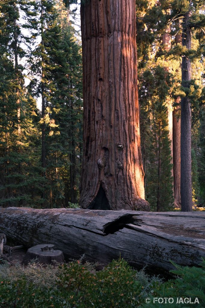 Kalifornien - September 2018
The General Grant Tree
Grant Grove - Kings Canyon National Park