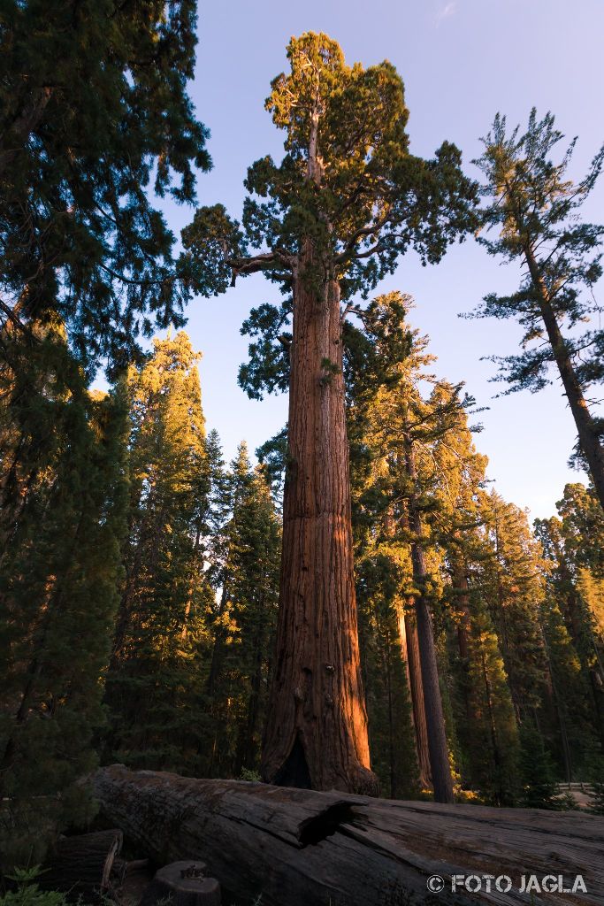 Kalifornien - September 2018
The General Grant Tree
Grant Grove - Kings Canyon National Park