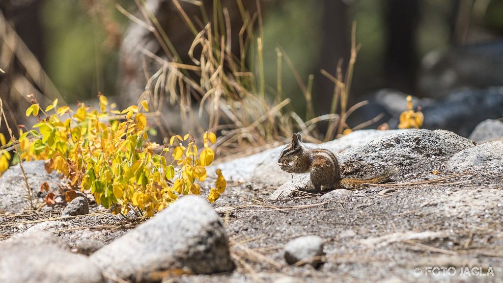 Kalifornien - September 2018
Streifenhrnchen bei einer Wanderung entlang des Marble Fork Kaweah Rivers
Sequoia National Park - Lodgepole Campground