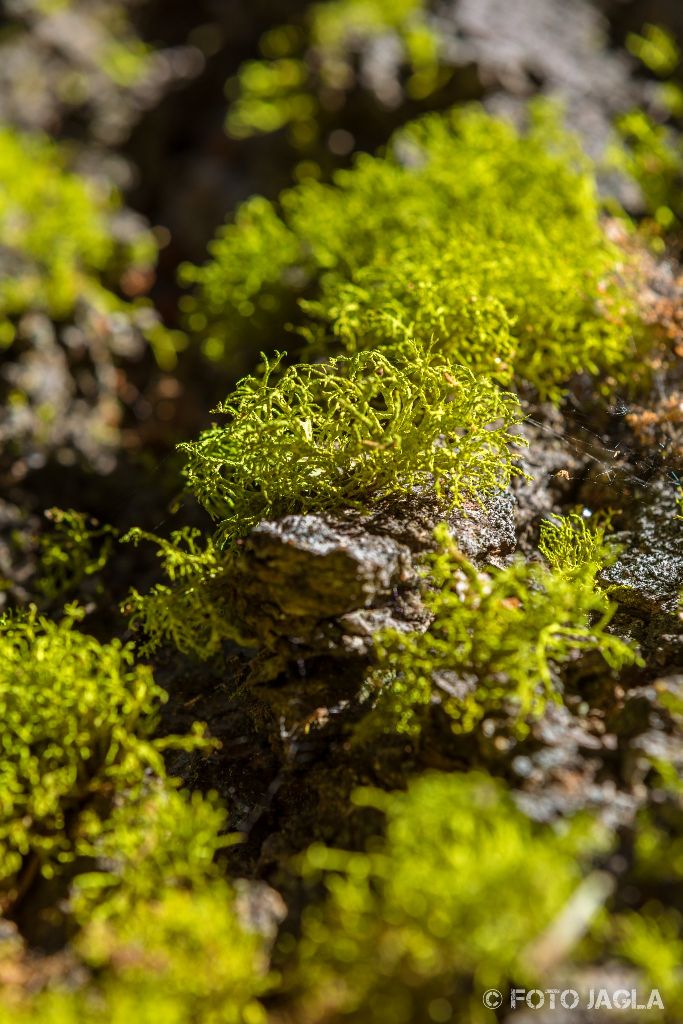 Kalifornien - September 2018
Wanderung entlang des Marble Fork Kaweah Rivers
Sequoia National Park - Lodgepole Campground