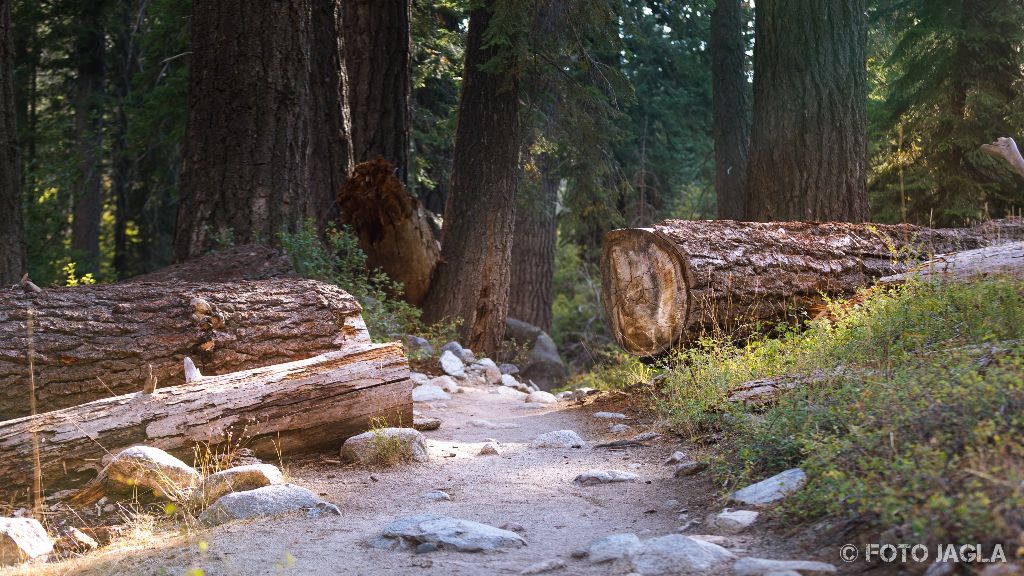 Kalifornien - September 2018
Wanderung entlang des Marble Fork Kaweah Rivers
Sequoia National Park - Lodgepole Campground
