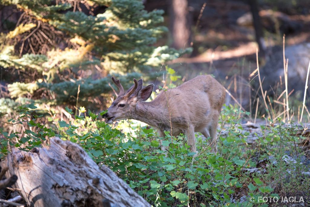 Kalifornien - September 2018
Auf einer Wanderung entlang des Marble Fork Kaweah Rivers begegnete ich einem zutraulichen Maultierhirsch
Sequoia National Park - Lodgepole Campground