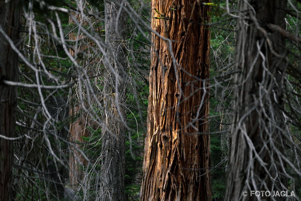 Kalifornien - September 2018
Wanderung entlang des Marble Fork Kaweah Rivers
Sequoia National Park - Lodgepole Campground