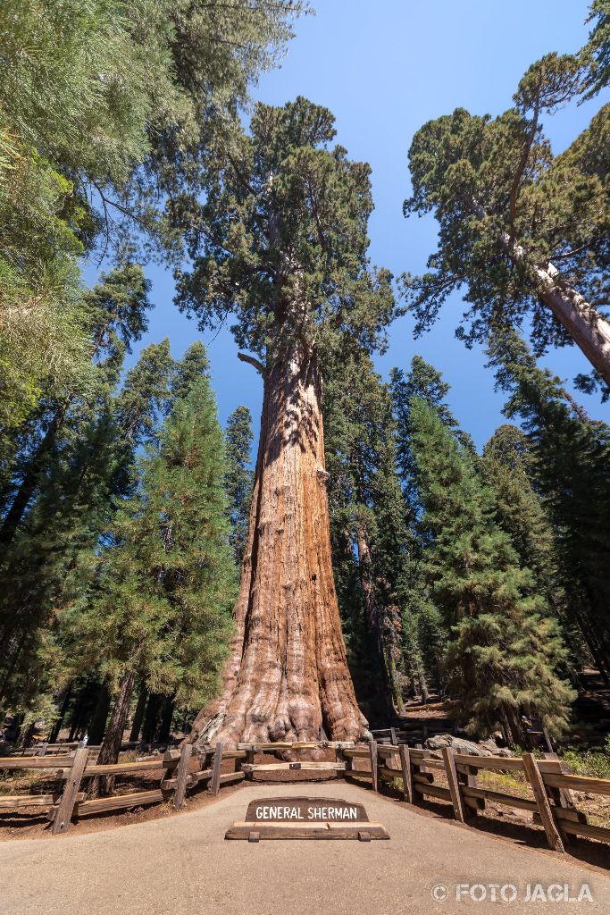 Kalifornien - September 2018
General Sherman Tree - Der voluminöseste lebende Baum der Erde
Sequoia National Park - Tulare Country