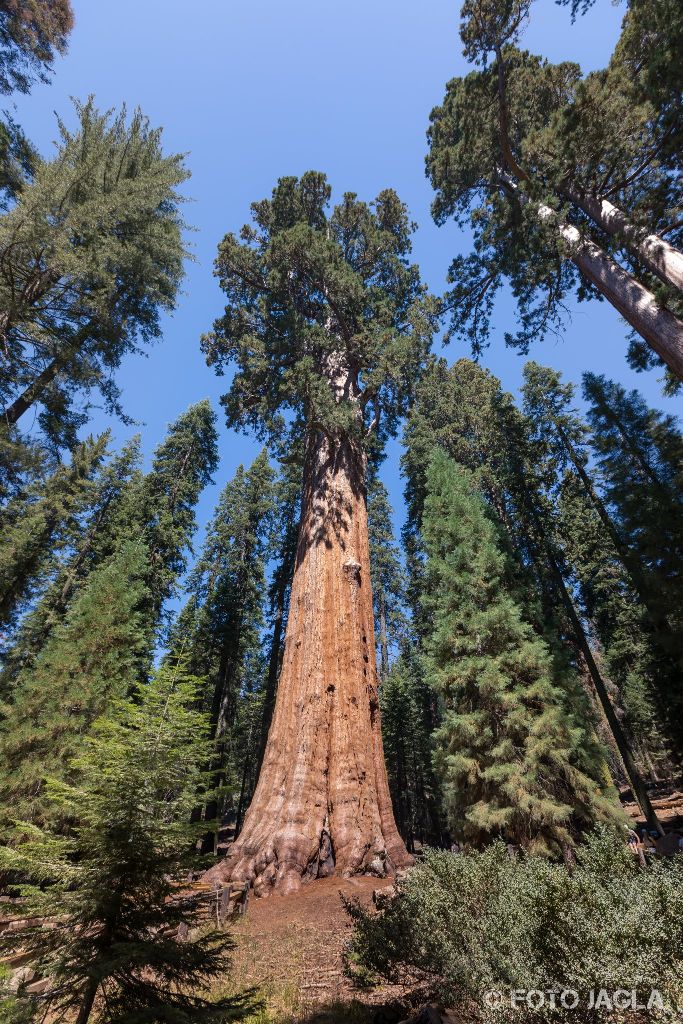 Kalifornien - September 2018
General Sherman Tree - Der voluminöseste lebende Baum der Erde
Sequoia National Park - Tulare Country