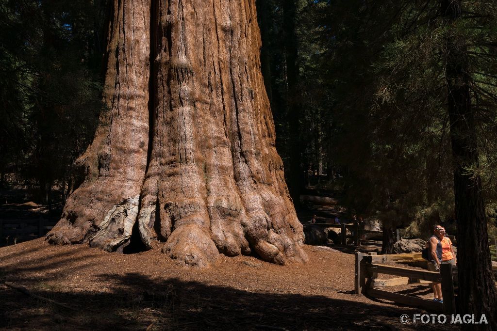 Kalifornien - September 2018
General Sherman Tree - Der voluminseste lebende Baum der Erde
Sequoia National Park - Tulare Country