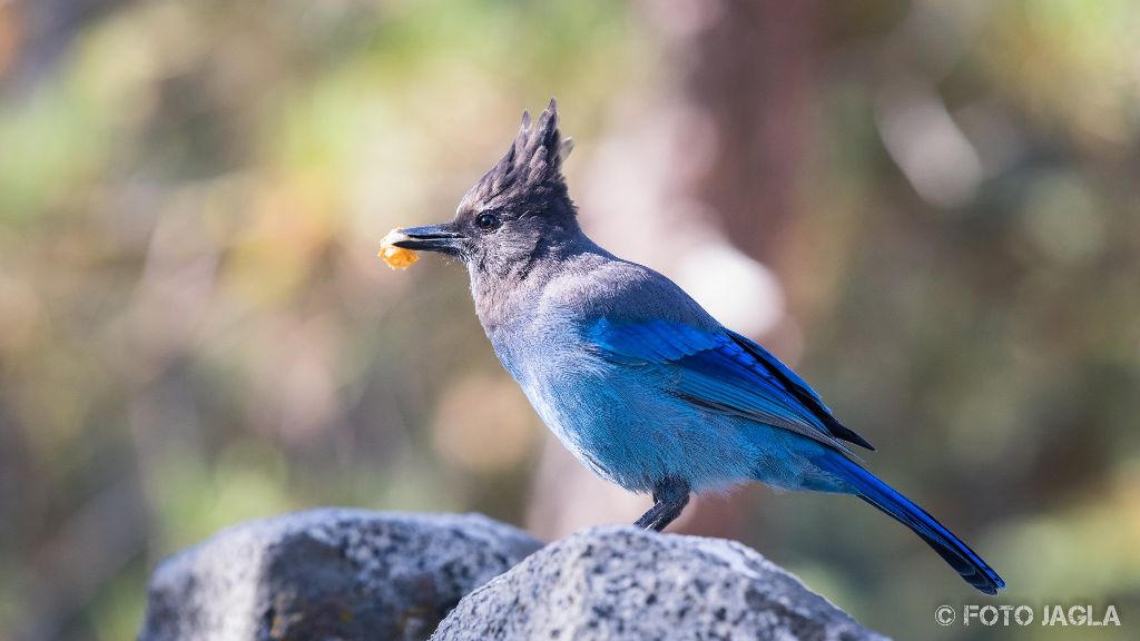 Kalifornien - September 2018
Singvogel Diademhher
Sequoia National Park - Three Rivers