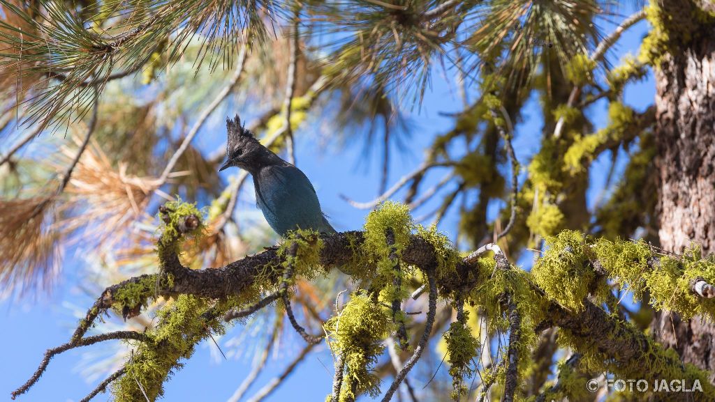 Kalifornien - September 2018
Singvogel Diademhher
Sequoia National Park - Three Rivers