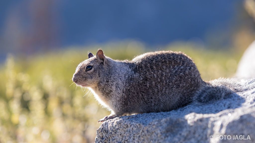 Kalifornien - September 2018
Kalifornisches Ziesel am Glacier Point
Yosemite National Park - Yosemite Valley, Mariposa Country