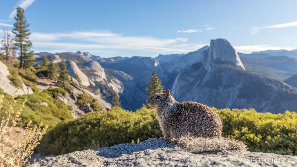 Kalifornien - September 2018
Kalifornisches Ziesel am Glacier Point
Yosemite National Park - Yosemite Valley, Mariposa Country